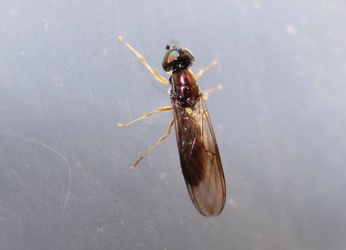 Sargus sp.